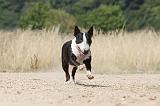BULL TERRIER 067